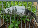 Princess Margaret (id=6049)